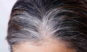 Cheveux bruns et blancs, prêts pour le temps de pose henné. La repousse grise se mêle aux mèches foncées.