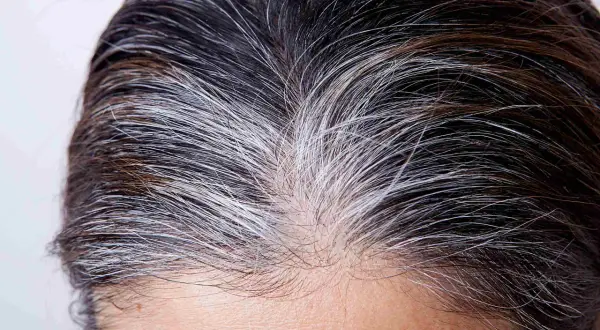 Cheveux bruns et blancs, prêts pour le temps de pose henné. La repousse grise se mêle aux mèches foncées.