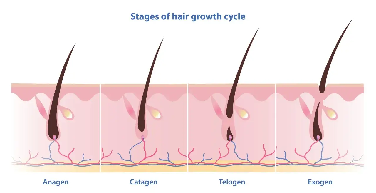 Illustration des cycles de pousse cheveux : anag&egrave;ne, catag&egrave;ne, t&eacute;log&egrave;ne et exog&egrave;ne.