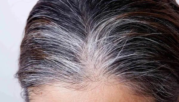 Cheveux bruns et blancs, prêts pour le temps de pose henné. La repousse grise se mêle aux mèches foncées.